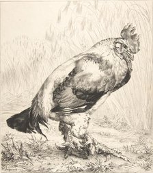 The Old Cock, 1882. Creator: Felix Bracquemond.