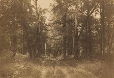 Bas-Bréau, Forest of Fontainebleau, 1849-1852. Creator: Gustave Le Gray.