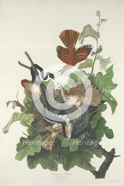 Ferruginous Thrush, 1831. Creator: Robert Havell.