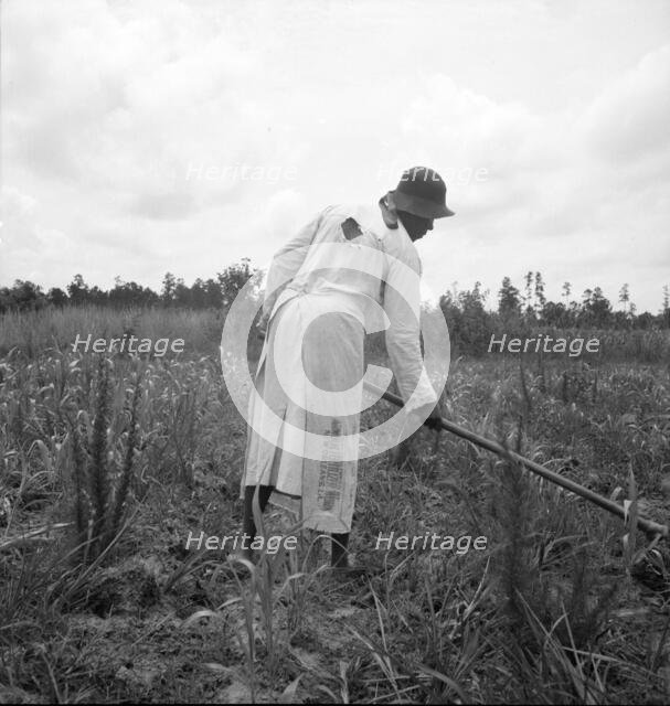 Hoe culture in the South, Mississippi, 1936. Creator: Dorothea Lange.