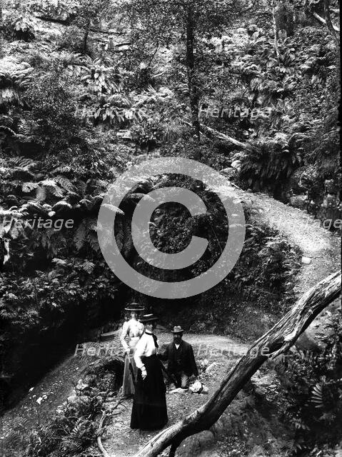 Rainforest location, possibly Mount Tamborine, c1900s. Creator: Robert Augustus Henry L'Estrange.