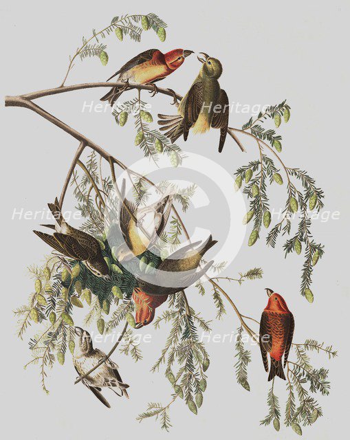 Red Crossbill, Loxia Curvirostra, 1845.