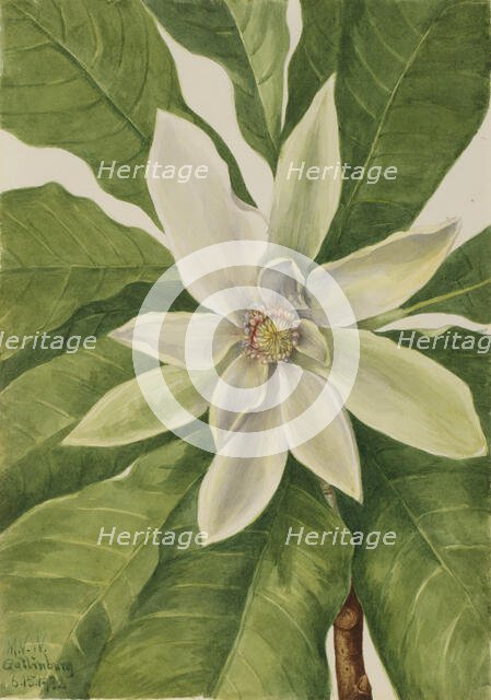 Umbrella Tree (Magnolia tripetala), 1932. Creator: Mary Vaux Walcott.