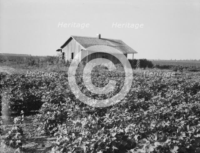 Cotton is planted close to the abandoned cabins, Aldridge Plantation, Mississippi, 1937. Creator: Dorothea Lange.