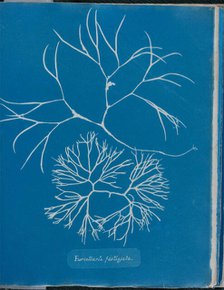 Furcellaria fastigiata, 1843 or 1844. Creator: Anna Atkins.
