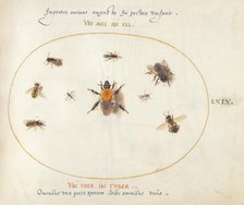 Plate 69: Nine Bees and Other Insects, c. 1575/1580. Creator: Joris Hoefnagel.