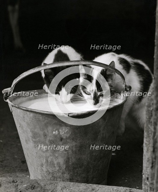 Two cats drinking milk from a pail, 1946-1980.  Artist: John Gay.