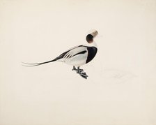 Long-tailed Duck, 1836. Creator: Magnus von Wright.