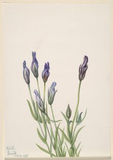 Gentian (Gentiana macounii), 1935. Creator: Mary Vaux Walcott.