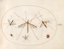 Plate 57: A Ladybug, a Fly, and Four Other Insects, c. 1575/1580. Creator: Joris Hoefnagel.
