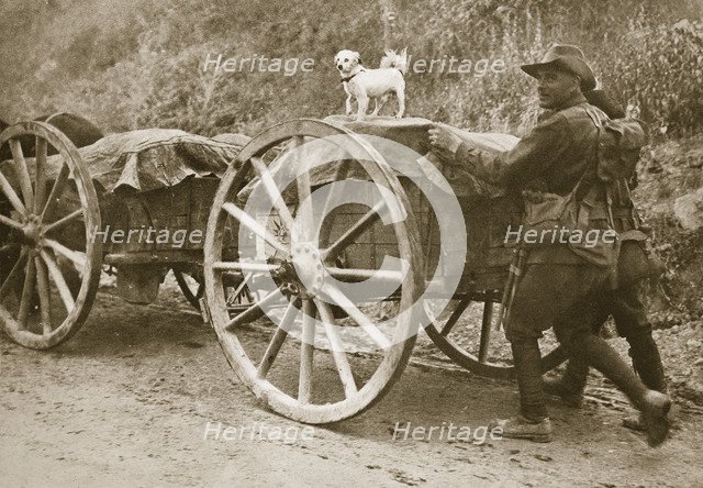Australian troops returning from the trenches with their mascot, World War I, France, 1916. Artist: Unknown