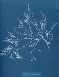 Cystoseira fæniculacea, ca. 1853. Creator: Anna Atkins.