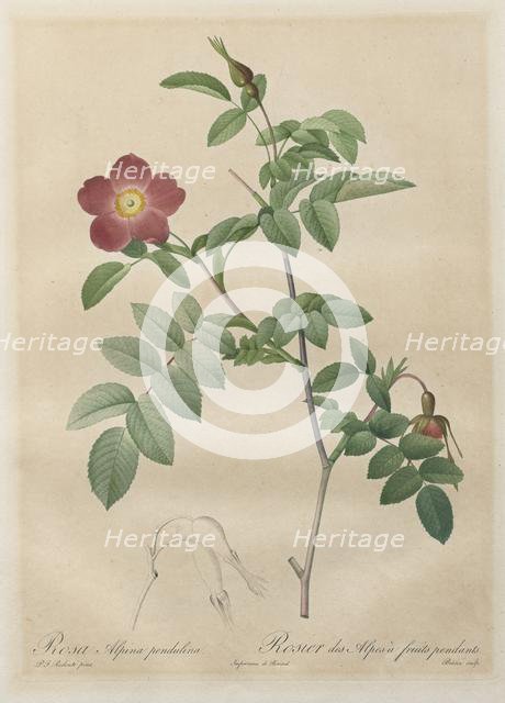 Les Roses: Rosa alpina pendulina, 1817-1824. Creator: Henry Joseph Redouté (French, 1766-1853).