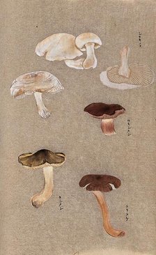 Four types of fungi, including possible Agaricus and Russula species. Creator: Unknown.