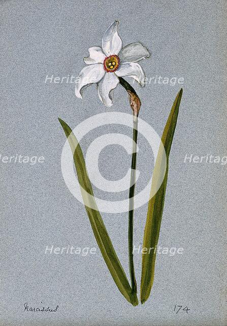 Daffodil (Narcissus species): flowering stem. Creator: Unknown.