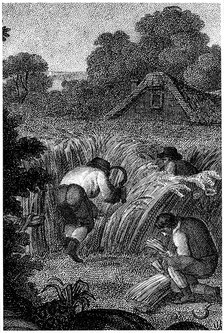 Reaping with sickles and binding the sheaves, England, c1800. Artist: Unknown