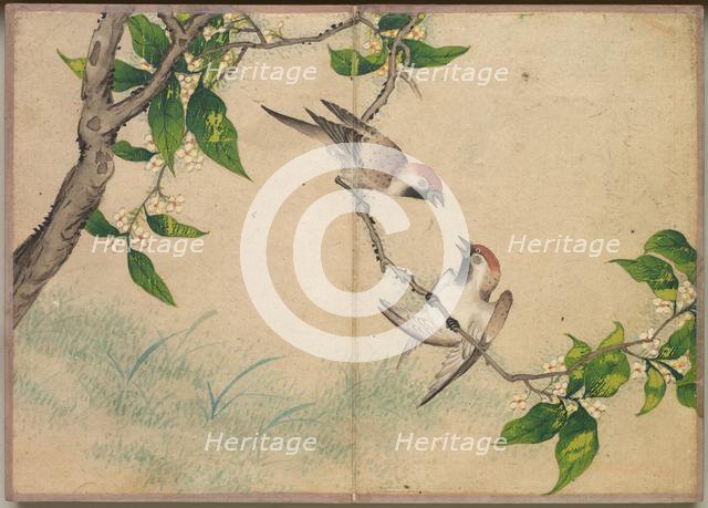 Desk Album: Flower and Bird Paintings (Gossiping Sparrows), 18th Century. Creator: Zhang Ruoai (Chinese).