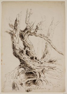 Gnarled Tree Trunk, c1826. Creator: Thomas Cole.