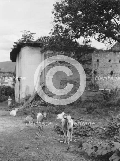Travel views of Cuba and Guatemala, between 1899 and 1926. Creator: Arnold Genthe.