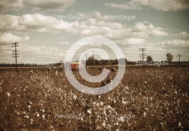 Day laborers picking cotton near Clarksdale, Miss., 1939. Creator: Marion Post Wolcott.