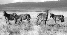Ngorongoro Zebras. Creator: Viet Chu.