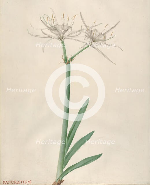 Pancratium, 1738-70. Creator: Georg Dionysius Ehret.