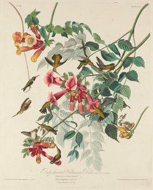 Ruby-throated Humming Bird, 1828. Creator: Robert Havell.