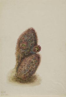 Green Strawberry Cactus (Echinocereus viridiflorus), 1925. Creator: Mary Vaux Walcott.