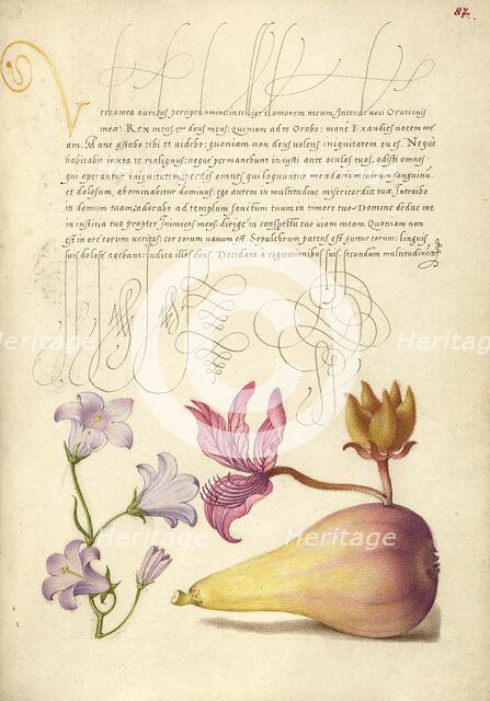 Rampion, Dittany, and Pear; Mira calligraphiae monumenta, 1561-1562; illumination added 1591-1596. Creator: Joris Hoefnagel.