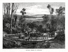 Hauling timber, Australia, 1877. Artist: Unknown