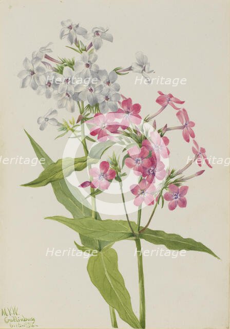 Perennial Phlox (Phlox paniculata), 1934. Creator: Mary Vaux Walcott.