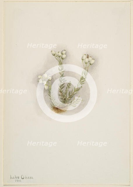White Heather (Phyllodoce grandiflora), 1901. Creator: Mary Vaux Walcott.