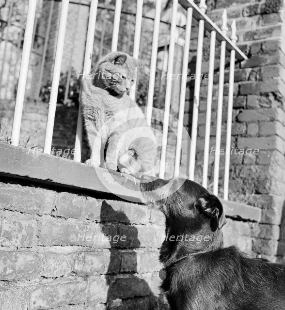 Cat and dog, late 1950s or early 1960s. Artist: John Gay.