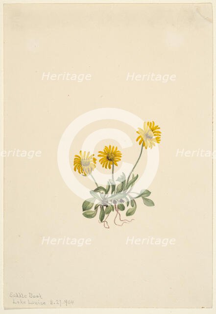 Golden Fleabane (Erigeron aureus), 1904. Creator: Mary Vaux Walcott.