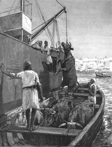 ''The Cattle Trade -- Landing Bullocks at Tangier, Morocco', 1891 Creator: George Denholm Armour.