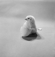 Newly hatched chick standing in an egg shell, 1946-1980.  Artist: John Gay.