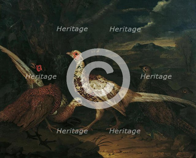 Pheasants, 1745. Creator: Philipp Ferdinand de Hamilton.