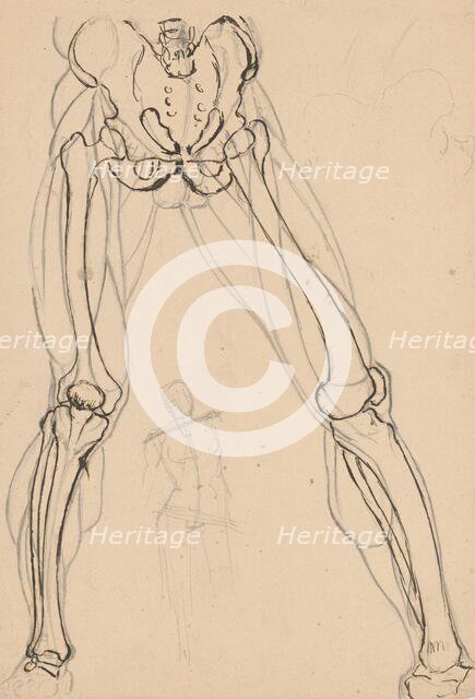 Study of the skeleton and muscles of the legs, 1880-1904. Creator: Janos Fadrusz.