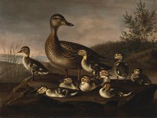 Mallard Ducklings, 1841. Creator: Magnus von Wright.