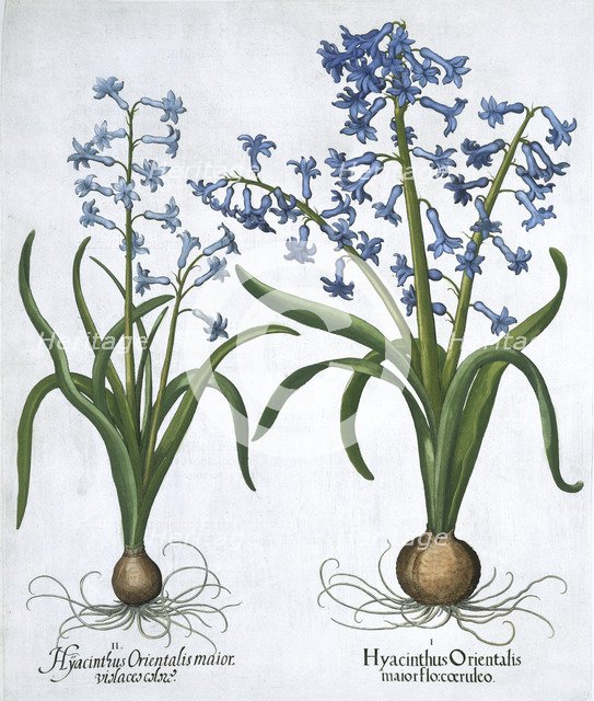 Two blue hyacinths, 1613. Artist: Unknown