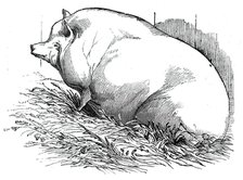 Mr. T.M. Goodlake's Wadley boar, 1844. Creator: Unknown.