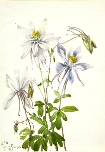 Columbine (Aquilegia ecalcarata), 1935. Creator: Mary Vaux Walcott.