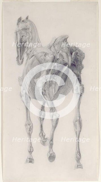 Finished study for 'The Fifteenth Anatomical Table of the Muscles ... of the Horse', 1756. Creator: George Stubbs.