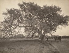 Oak Grove Near Pasadena, California, c.1900. Creator: William H. Jackson.