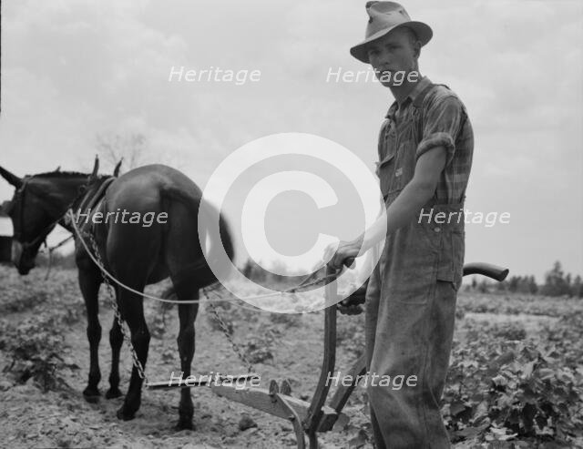 Son of sharecropper family at work in the cotton near Chesnee, South Carolina, 1937. Creator: Dorothea Lange.