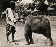 A woman and a child; the woman is suckling a baby white elephant, c1870s. Creator: Unknown.
