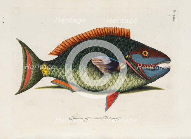 From Piscium, Serpentum, Insectorum, aliorumque nonnullorum animalium, nec non..., 1740s. Creator: Catesby, Mark (1683-1749).