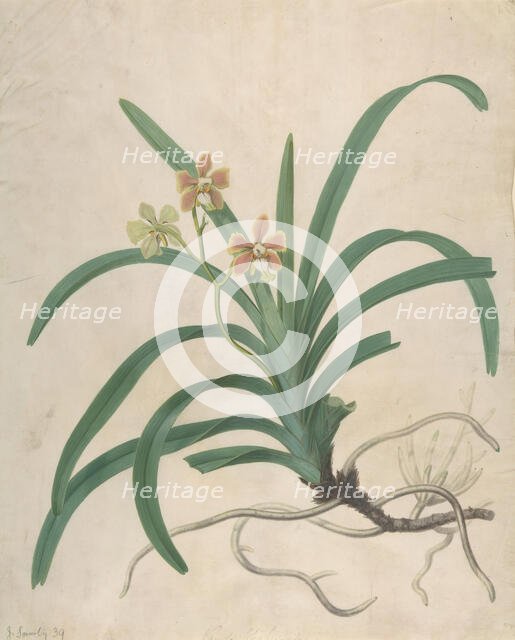 Study of an Orchid, "Vanda Roxburgia", before 1822. Creator: James Sowerby.