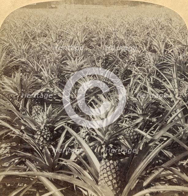 'Where the Luscious Pineapple Grows, Florida, U.S.A.', 1895. Creator: Strohmeyer & Wyman.