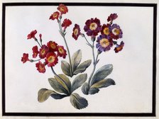 Auricula, c. 1690 (gouache on paper). Creator: Claude Aubriet (1665-1742).